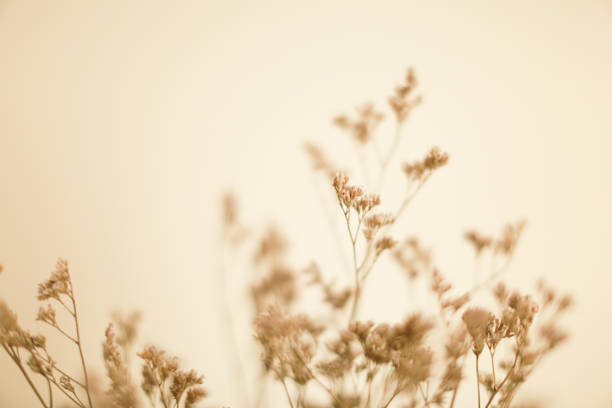 Dried flowers macro photography, herbarium and soft focus in Perm, Perm Krai, Russia