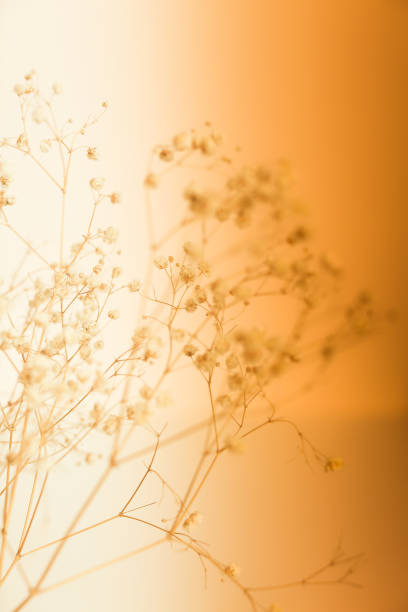 istock Dry flower branch, soft focus art background 1369643774