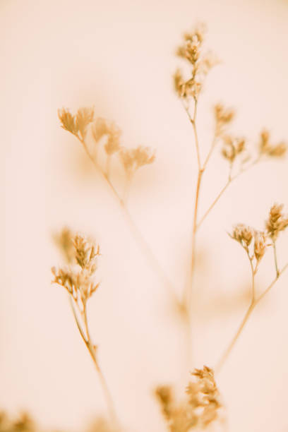 istock Dry flower branch, soft focus background 1369643775