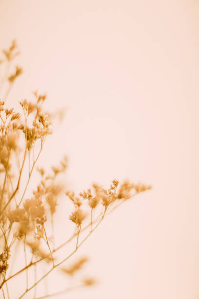 istock Dried flowers macro photography, herbarium and soft focus 1369643777