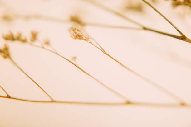 istock Dry flower branch, soft focus background 1369643780