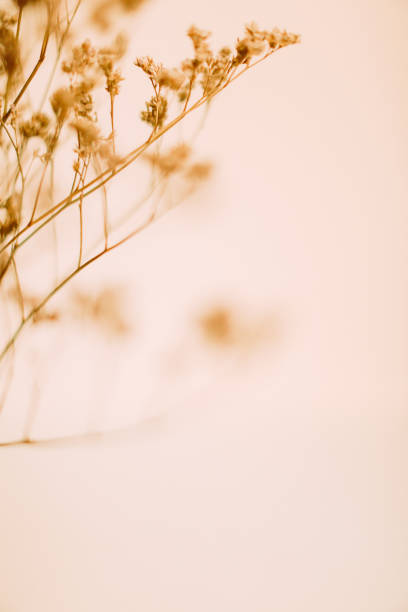 istock Dried flowers macro photography, herbarium and soft focus 1369643787