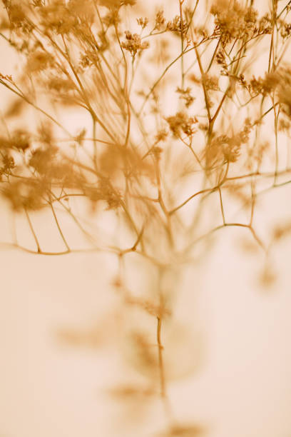 istock Dry flower branch, soft focus background 1369643795