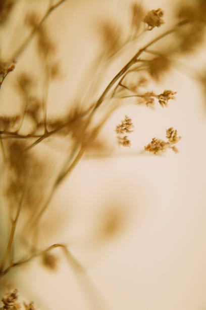 Thin dried flowers, macro herbarium in Perm, Perm Krai, Russia