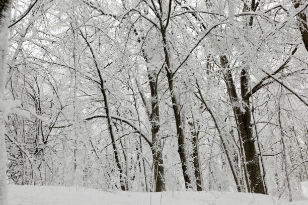 istock trees growing in the park covered with snow and ice 1369643845
