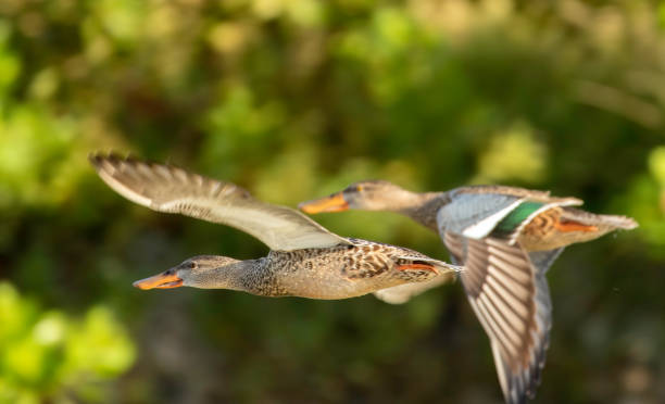 istock Northern shoveler ducks in flight 1369644131