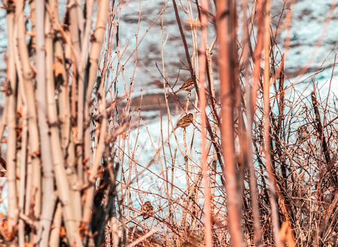 Birds sitting on the branches of the tree framed by another tree trunk