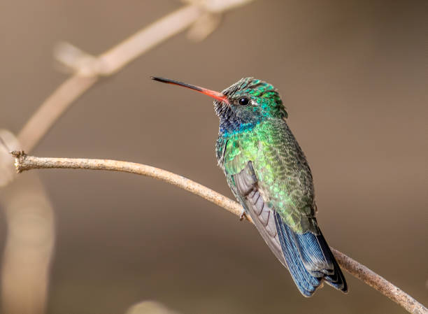 istock A dorsal view of a broad-billed hummingbird 1369645022