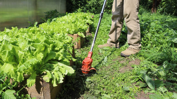 istock Man mow path next to garden bed salad using electric trimmer 1369649163