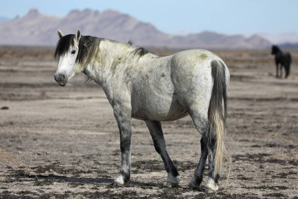 Wild Horse Onaqui Wild Horse Herd Management Area (HMA), Utah
