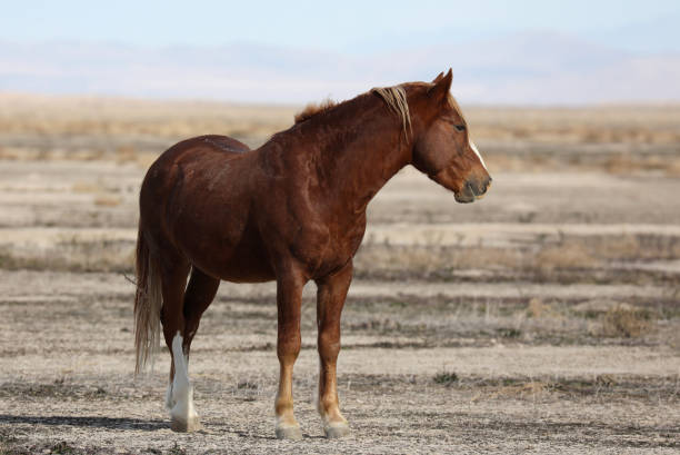 istock Wild Horse in Utah 1369649202