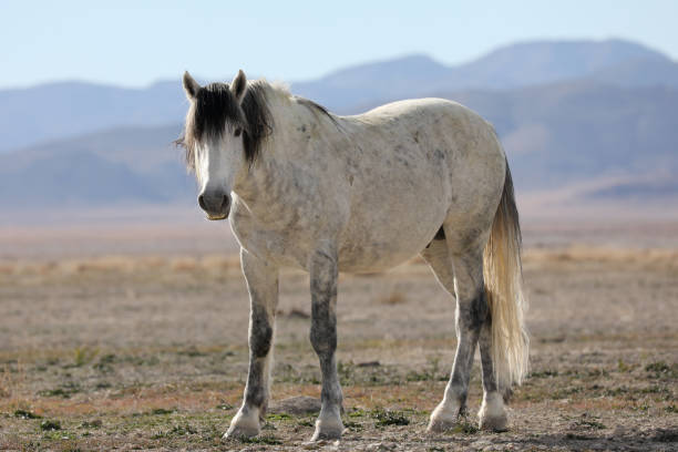Wild Horse Onaqui Wild Horse Herd Management Area (HMA), Utah