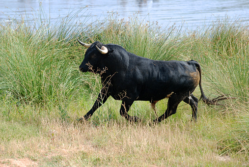 Spanish bull with big horns