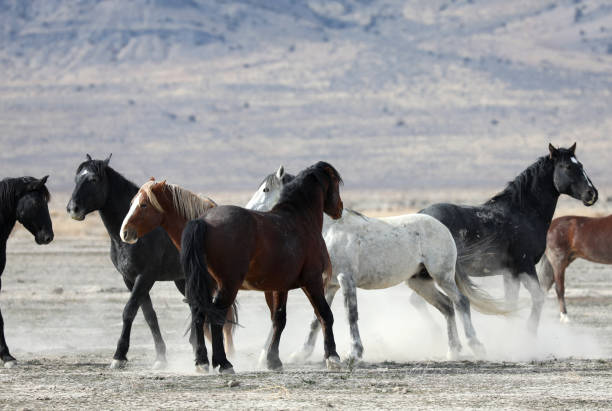 Wild Horse Onaqui Wild Horse Herd Management Area (HMA), Utah