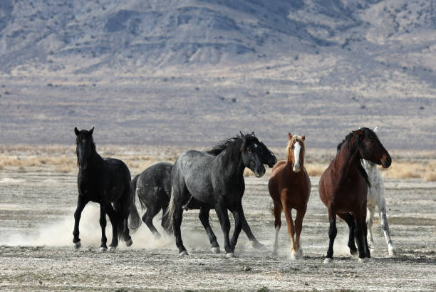 cheval sauvage dans l’utah - running horses photos et images de collection