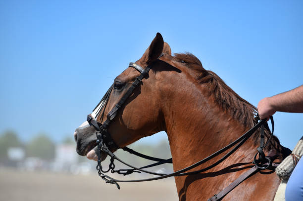 Head of beautiful horse