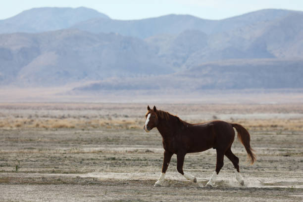 Horse from Assateague Island named Assateague’s Phoenix