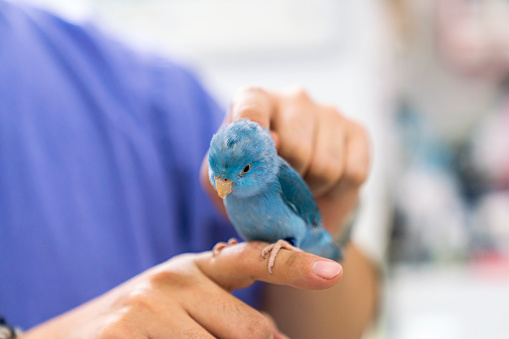 Un veterinario está revisando la salud de un agapornis. Examen físico de aves Forpus photo