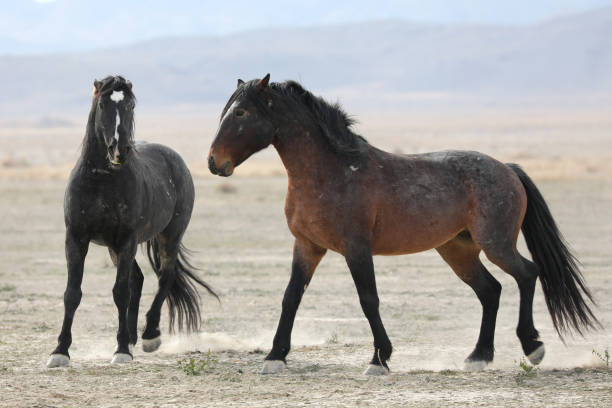 cheval sauvage dans l’utah - running horses photos et images de collection