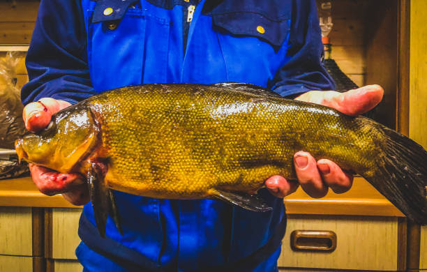 A beautiful 57 cm big tench. A beautiful 57 cm big tench. golden tench stock pictures, royalty-free photos & images