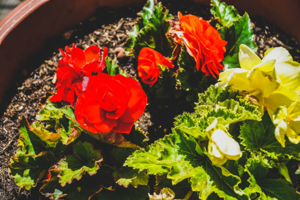 istock Beautiful red plants in the garden. 1369651453
