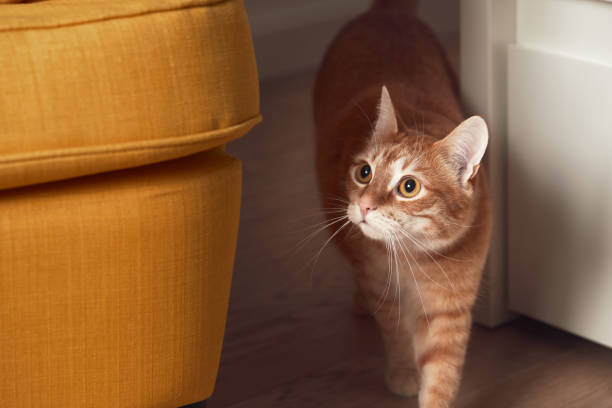istock A surprised cat walks near a yellow chair. 1369652204