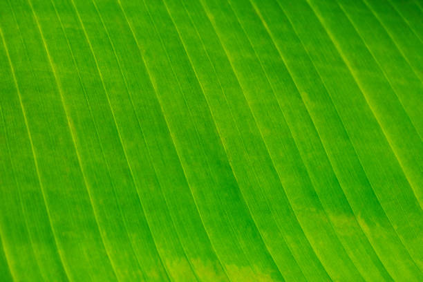 Details of the fresh light green leaf lines and cells