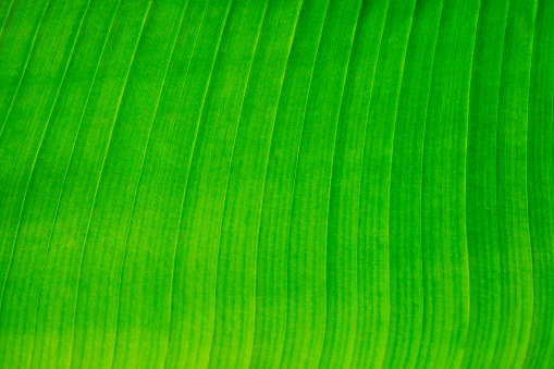 Close-up of the fresh light green leaf lines and cells