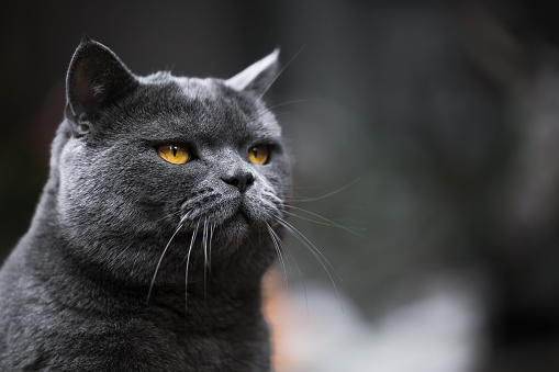 Tabby cat head slightly tilted upwards, smelling or sniffing something. Long hair female senior cat face. Selective focus on nostrils with defocused cat fur.