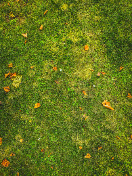istock Grass with leaves at the forest path as a texture or background. 1369652410