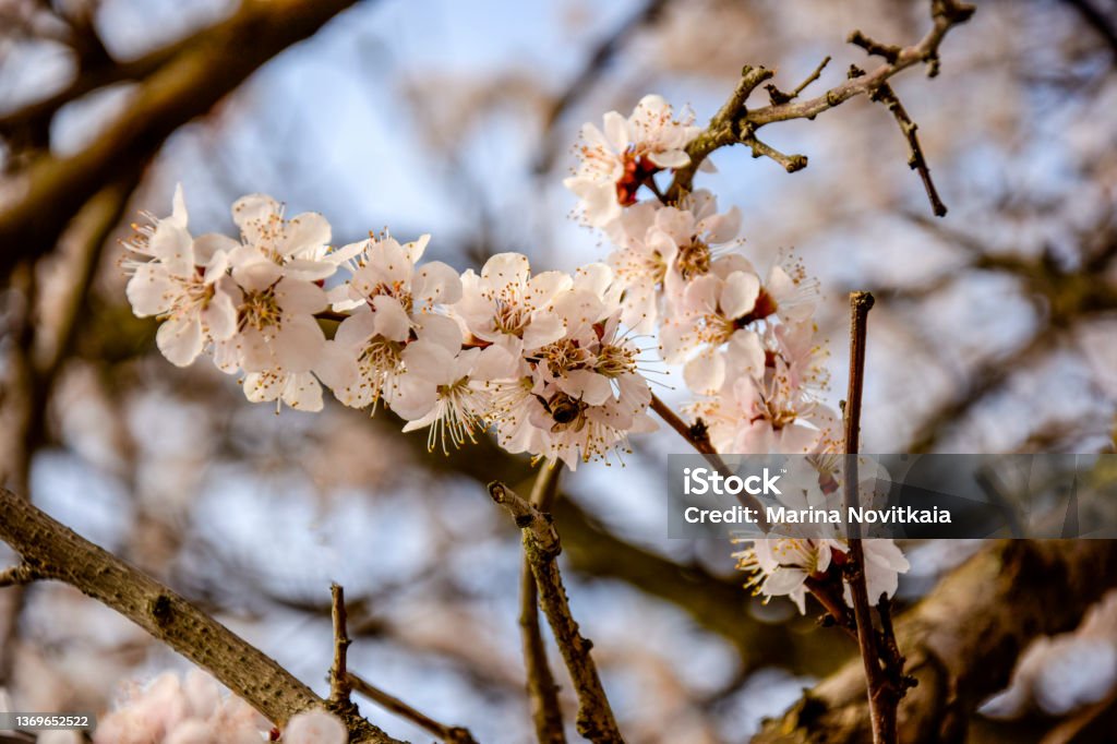 Fondos Naturales Abstractos Con Flores Delicadas Flores De Albaricoque Foto  de stock y más banco de imágenes de Abril - iStock
