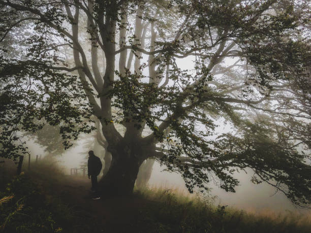 I walk under a big tree in the strong fog.