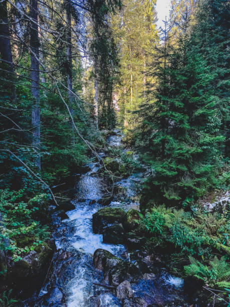istock A small stony river in the Black Forest. 1369653045