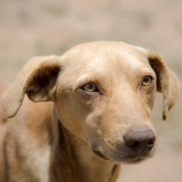 istock This beautiful dog was walking down the road 1369653796