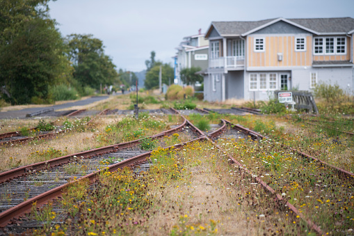 Train tracks with wild flowers, Astoria, Oregon, USA