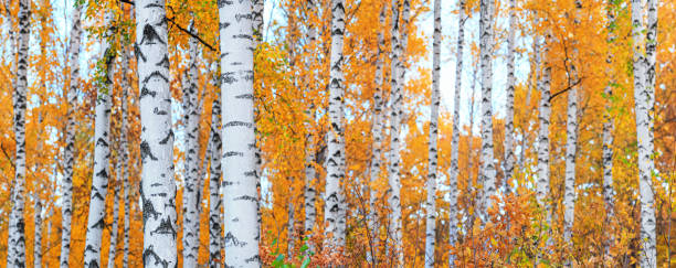 istock Birch grove on sunny autumn day, panorama, horizontal banner 1369654074