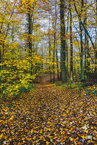 A path with leaves through a forest in autumn.