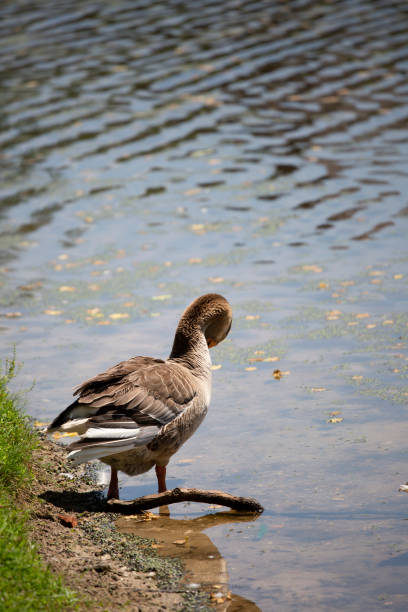 istock Domestic Toulouse Goose 1369656550