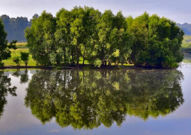 Tranquil freshwater lake in spring forest