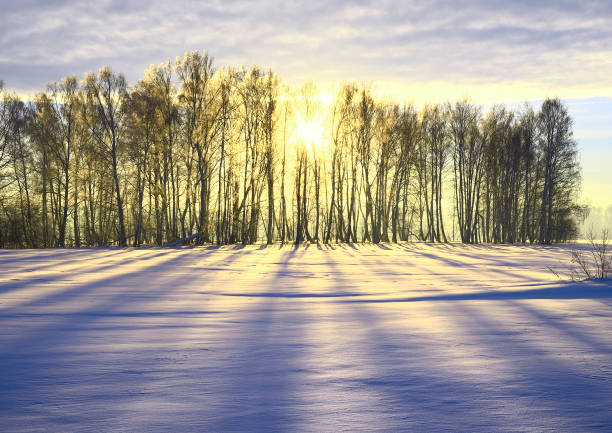 istock The rays of the sun through the trees 1369658496