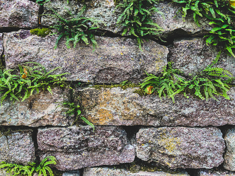 Wall of stones with vegetation as texture or background.