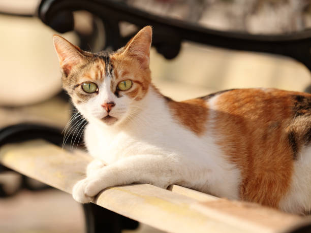 istock Turtle three color young cat lying on bench and enjoy sun shine. 1369659258