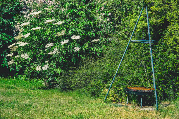 Garden bushes with an old rusty barbecue.