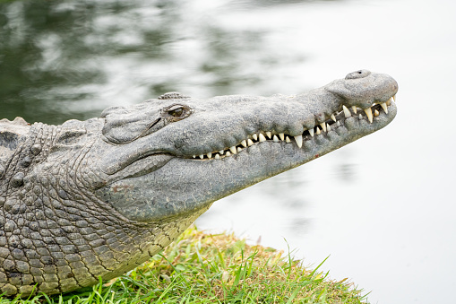 Large female American Crocodile on river bank with head raised.