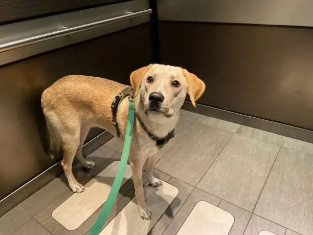 Photo of Happy dog on a leash waiting in an elevator