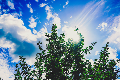 An apple tree with a cloudy sky in the background.