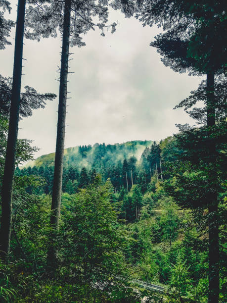 View through the trees to the Black Forest.