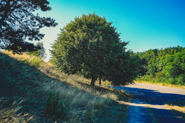 A path next to a dry field with green trees.