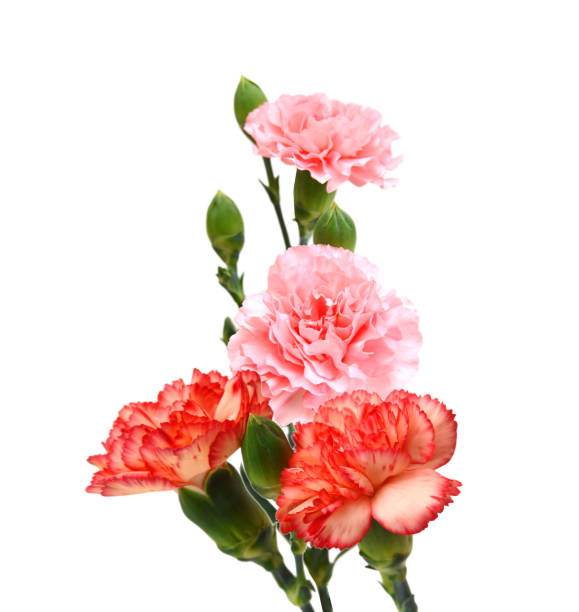Stack Carnation flowers on white background Stack Carnation flowers on white background carnation flower stock pictures, royalty-free photos & images