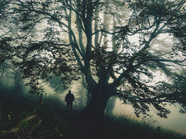 istock I walk under a big tree in the strong fog. 1369663629